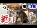 初めてのワクチン注射で絶叫する子犬の柴犬とそれを車内で待っていた先住犬との感動の再会