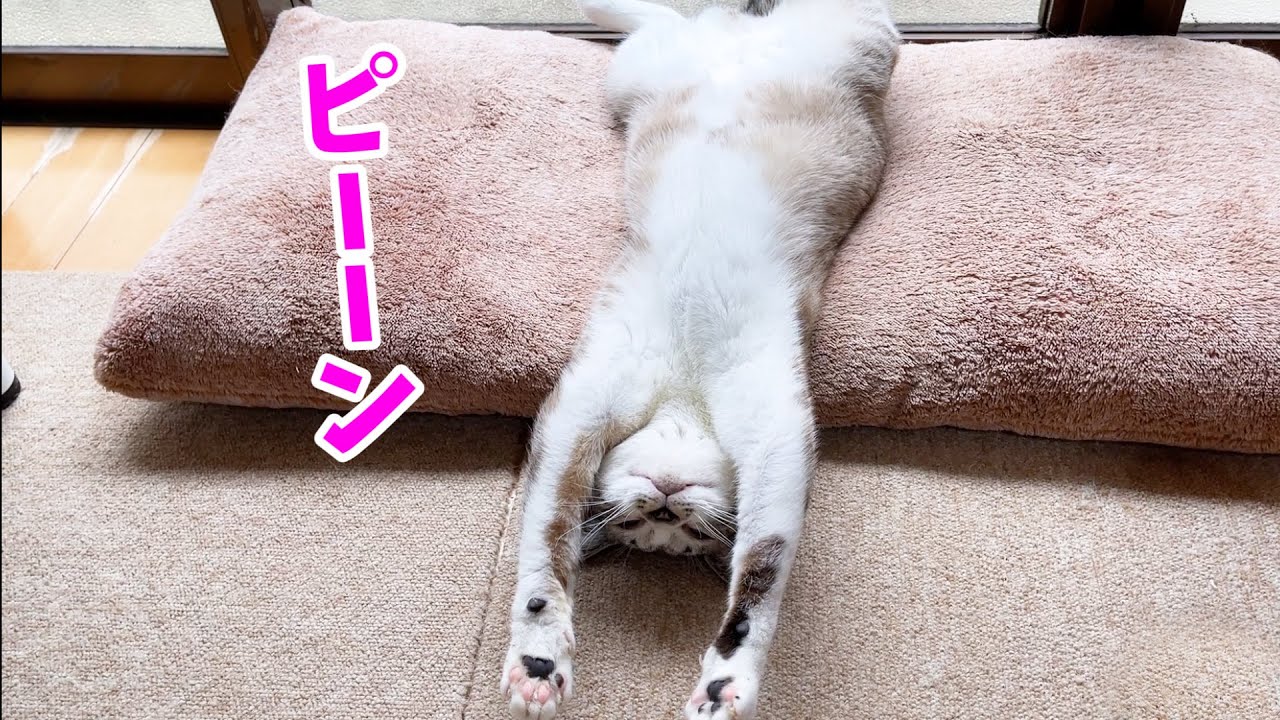 何度もタップしちゃう Twitterで話題の にゃんこルーレット に癒される人続出 ねこのきもちnews Line News