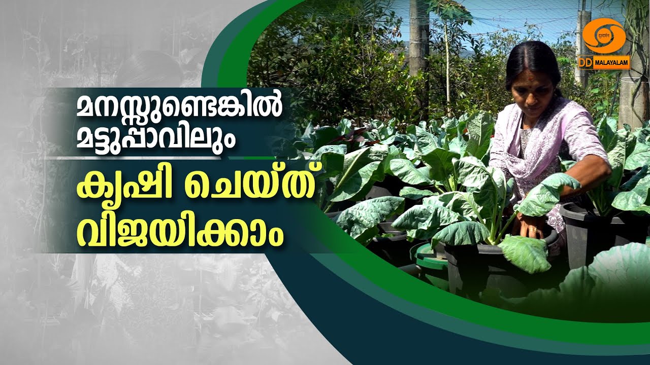 മനസ്സുണ്ടെങ്കിൽ മട്ടുപ്പാവിലും കൃഷി ചെയ്യാം || KRISHIDARSHAN || DOORDARSHAN || #krishidarshan