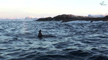 Elegance of the Arctic - Whale safari in beautiful surroundings!