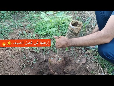زراعة الاشجار في فصل الصيف و طريقة العناية بها