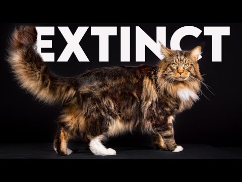 Video: 5 Fantastiska Fakta Om Maine Coon