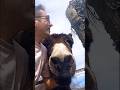 Mis burros ❤️#viral #usa #mexico #germany #viral #shortsyoutube #india#japon#argentina