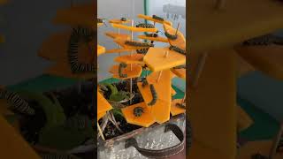 What to do when you run out of milkweed for your monarch catapillars