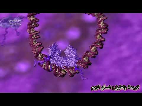 الحمض النووي