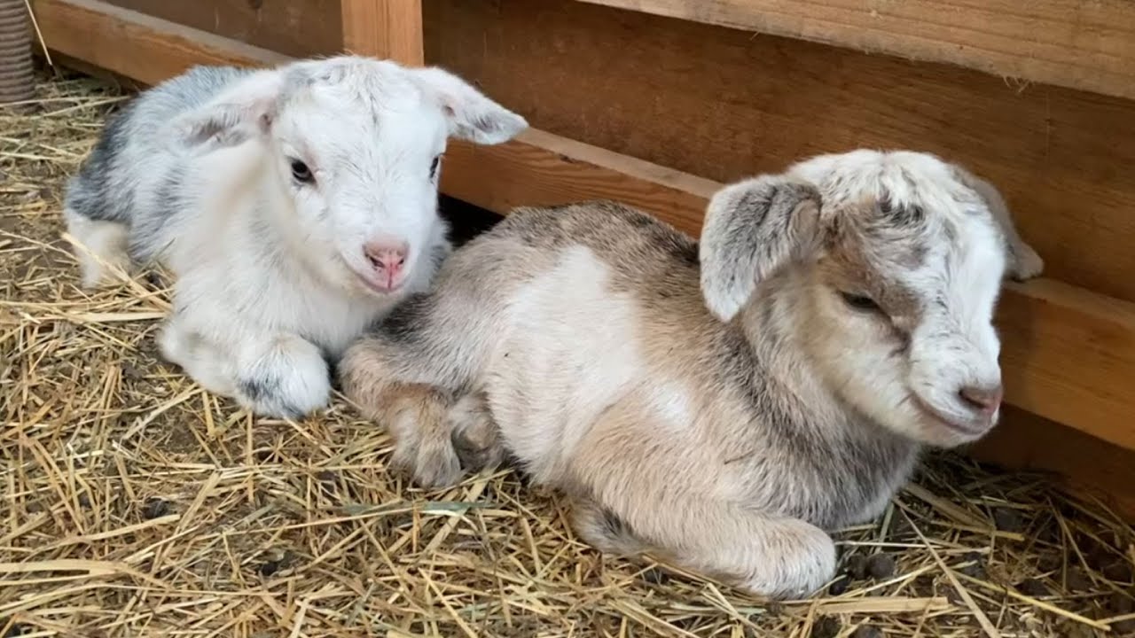 在庫有り お買い得 goat twins 二匹の山羊さん | www.tegdarco.com