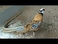 Королевский фазан краткая информация