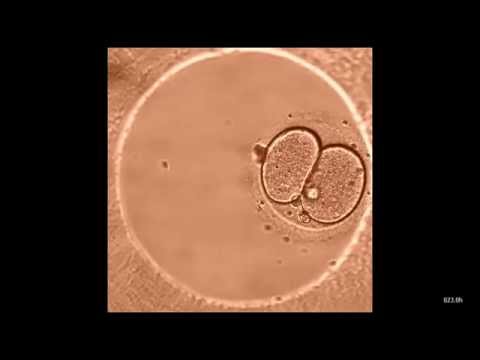 Видео: Созревание ооцитов in vitro?