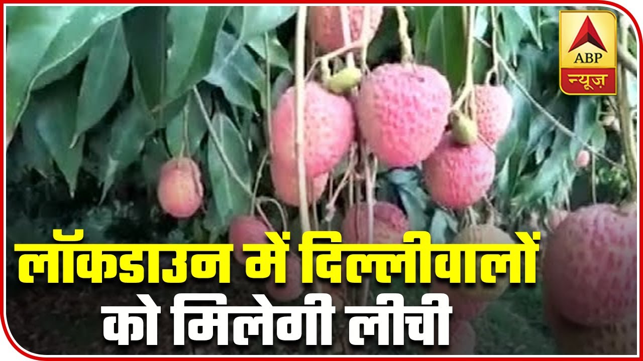 Delhi To Relish Litchis Amid Lockdown As First Batch To Arrive Soon | ABP News