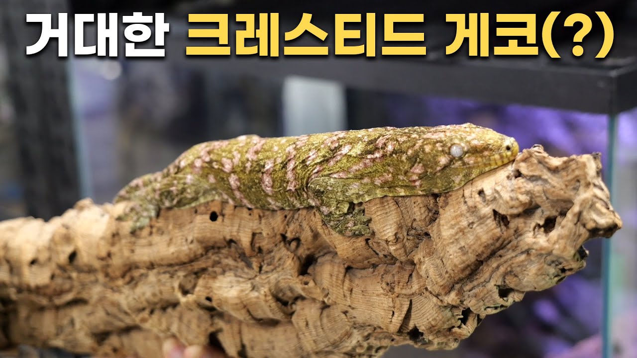 이 친구한테 물리면 어떻게 될까요 ? 인천 크레스티드게코, 리키에너스 전문샵 리치맨 방문기 (펫테일게코, 고양이, 강아지
