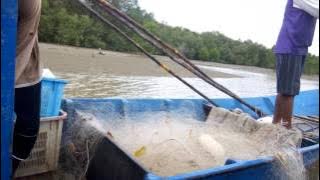 Kampung Bako - Fresh Catch in Bako