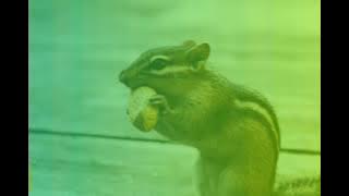 Dikir Karaoke... anok tupai.. Halim Yazid...