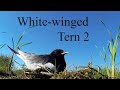 In a colony of white winged terns 2