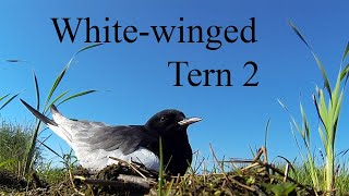 In a colony of white winged terns 2