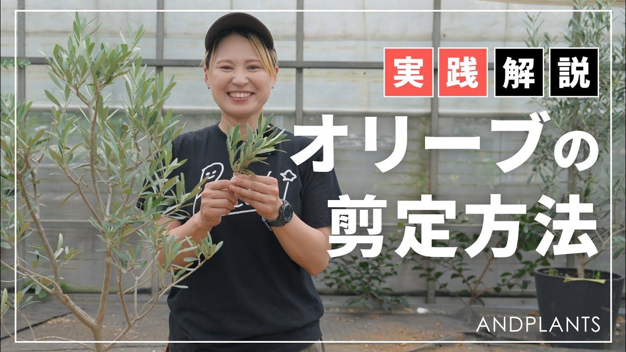 【保存版】オリーブ剪定の基本！生育をグンと伸ばす時期＆切り方を実演解説