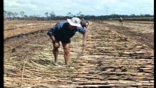 History of the Australian Sugarcane Industry "They're all half crazy"