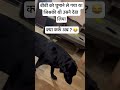 बीबी को घुमाने ले गया जिसकी थी उसने देख लिया क्या करूँ अब ? 😂 #dog #viralshort #shorts #shortsfeed