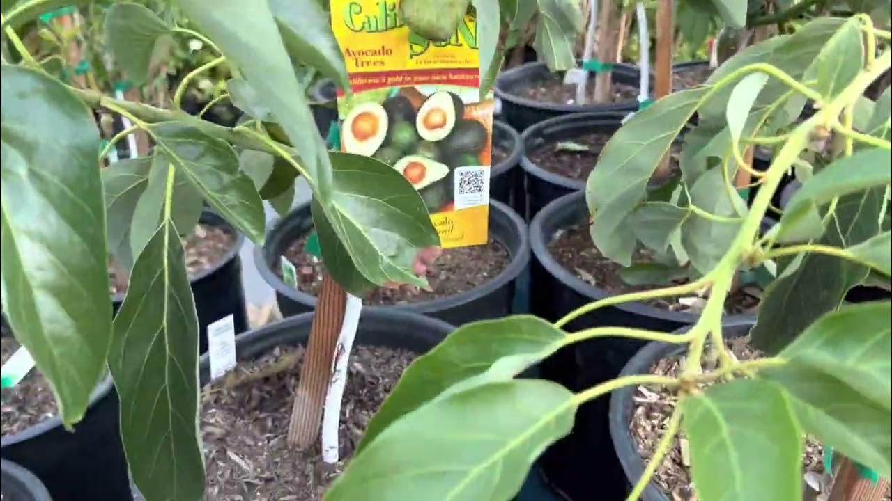 Rare Avocado Tree Trio Jan Boyce, Gem, and Kona Sharwill at Home Depot