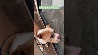 Kodiak's reaction to his reflection #adoptadog #animalshelter #volunteer #hawaii