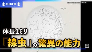 体長1ミリにこめられた驚異の能力　「線虫」が広げるサイエンス