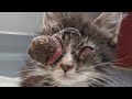 Removing huge botfly maggot from poor kittens eye part 7