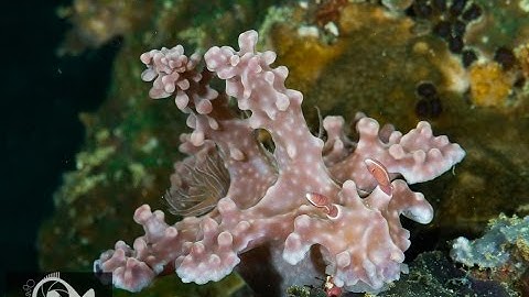 How to Remove Chromatic Abberation from your Underwater Images in Adobe Lightroom