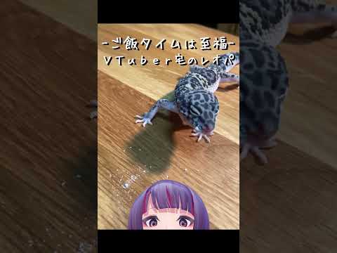 【レオパ】レオパのご飯タイムは至福のひと時（マックスノー編①） #shorts【VTuber/爬虫類/レプタイル/レオパ/ヒョウモントカゲモドキ/マックスノー/初心者】