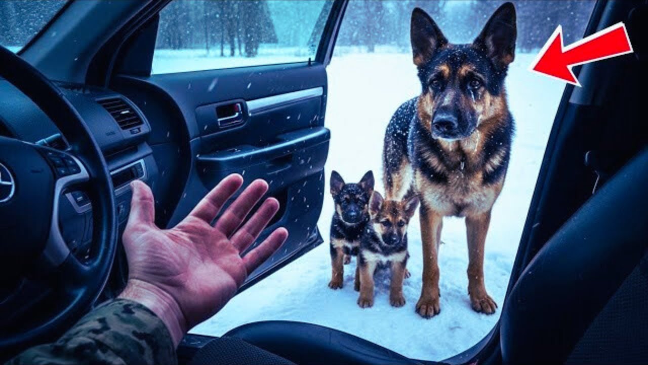 Navy SEAL Opens Truck Door for FREEZING Dog Family – What Happens Next Will Melt Your Heart