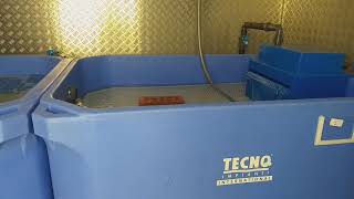 shellfish depuration plant Fanara Egypt