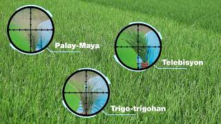 Ang pinakabagong Rice Herbicide ng BASF! | Teaser 1
