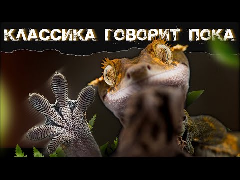 Видео: Худшие рептилии домашних животных для начинающих