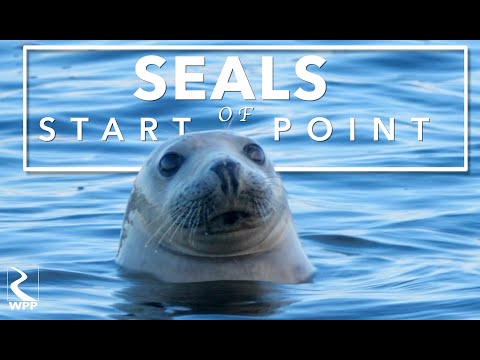 Seals of Start Point- A short cinematic appreciation of nature