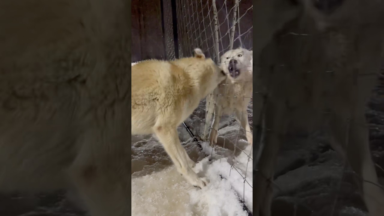 Волэнд Алмаз через решетку вцепился в Вольфхунда Оскара 😱