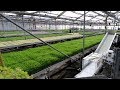 GROWING 2000 POUNDS OF MICROGREENS PER WEEK!!!