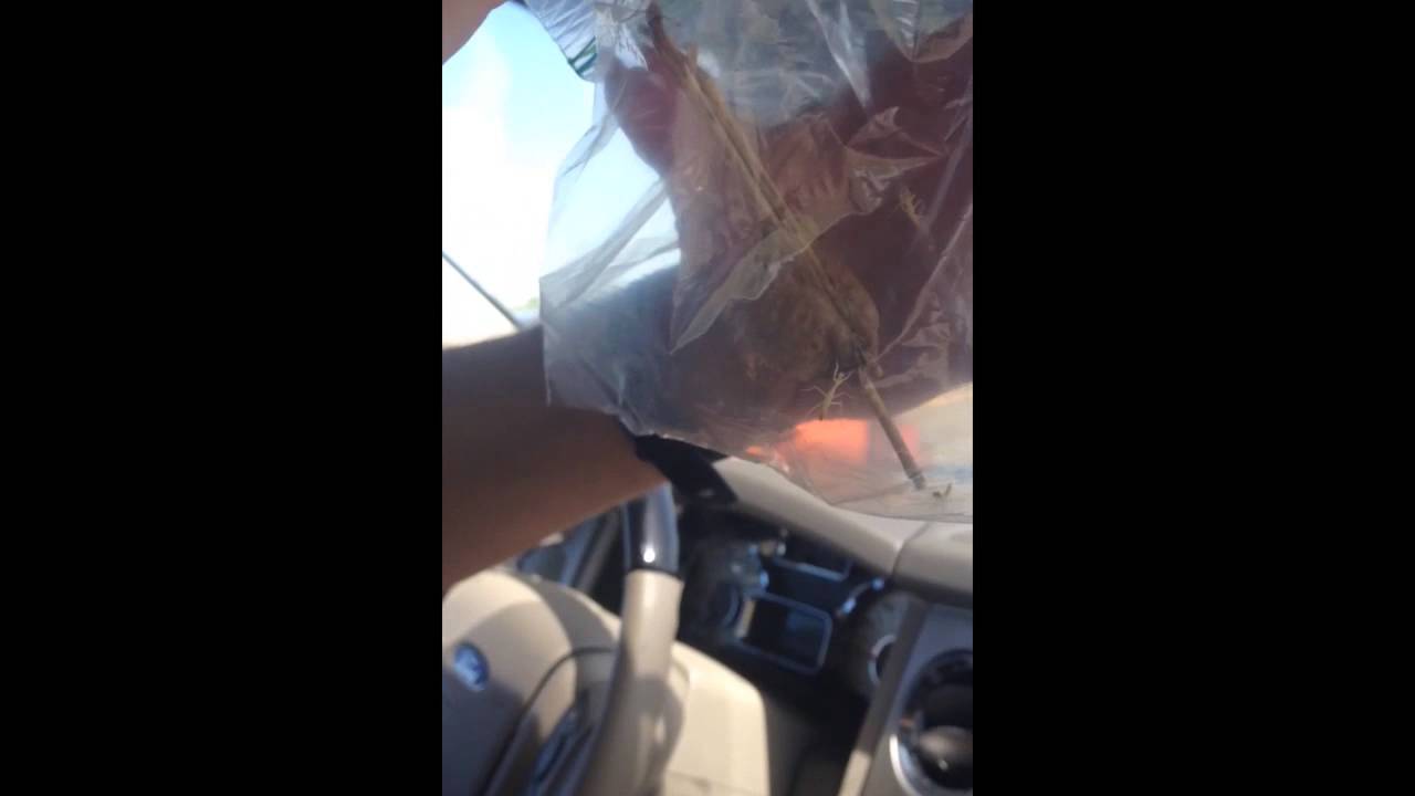 Family Finds Insect Nest In Car