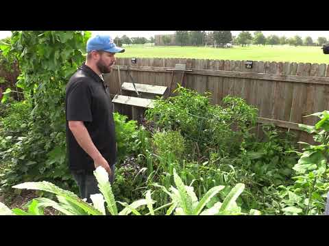Wideo: Używanie rzepaku jako rośliny okrywowej - Dowiedz się więcej o uprawach rzepaku w ogrodach przydomowych