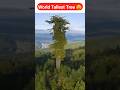 World Tallest Tree 😵⁉️ #facts #education #shorts