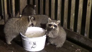 Saturday Night - Raccoons Brave Tropical Storm Lee To Get A Meal At Jim's Diner