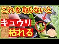 【超重要!キュウリの基本】長〜くたくさん収穫する♪子づるの摘芯・剪定作業〜初心者も分かるきゅうりの育て方〜