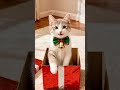 Surprising Birthday Gift #birthdaygift #birthdaycat #surprised #catlover #catshorts
