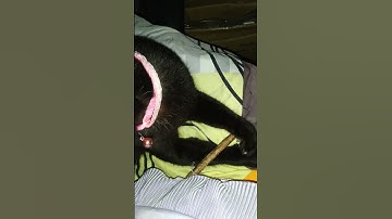 Cat trying catnip for the first time.