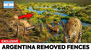 Argentina Removed 370 Miles of Fencing From a Dead Ranch — What Came Back Was Insane