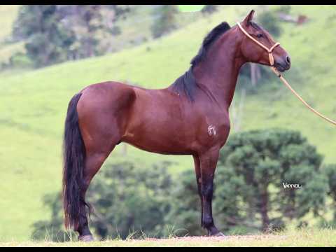 CAVALO CASTRADO REALMENTE DIFERENCIADO E COM GRANDE POTENCIAL DE PISTA! LISO DE SELA E LINDO!