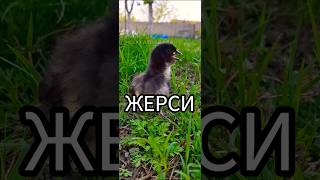 Жерси Жужаси