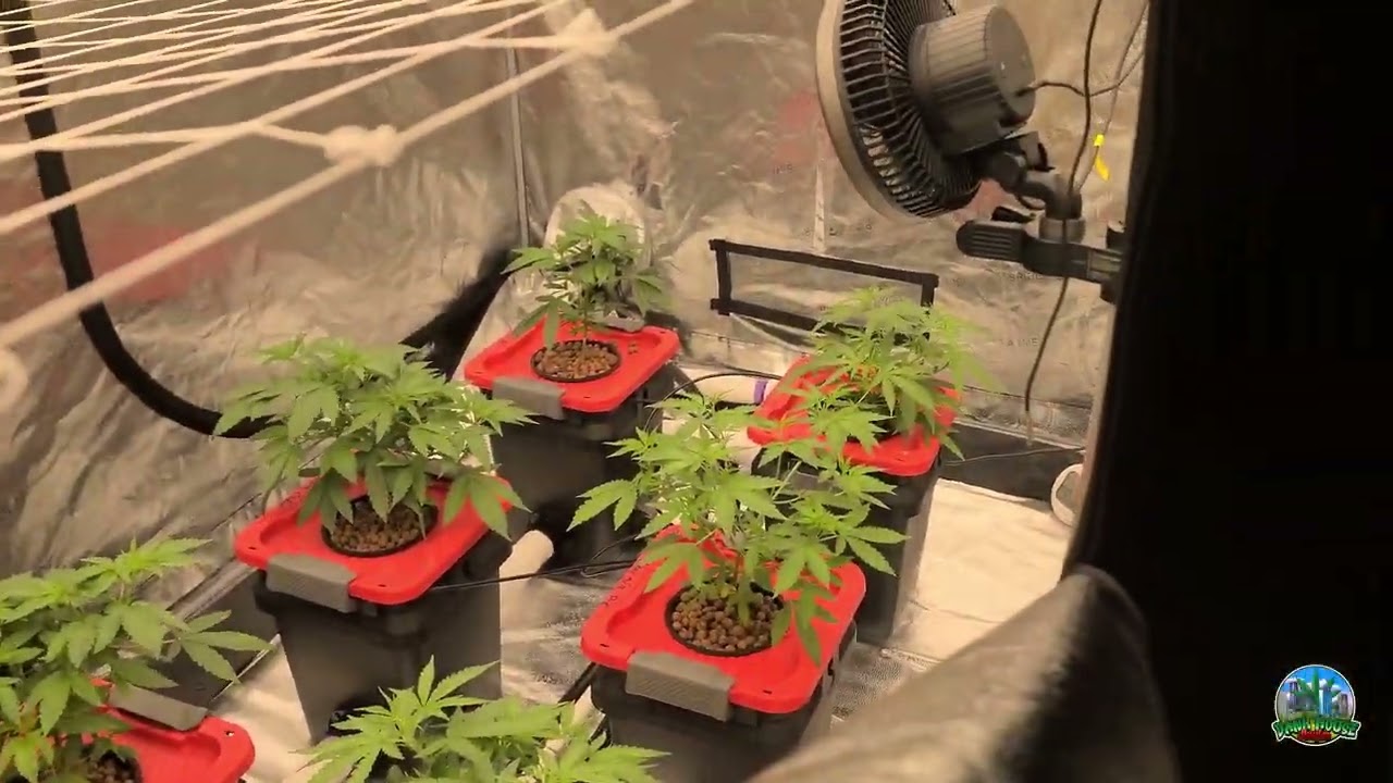 Spider Farmer SE7000 & 5X10 Tent Setup - Week 2 After Transplanting into RDWC