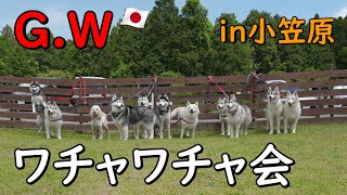 【シベリアンハスキー】ワチャワチャ会in御宿小笠原