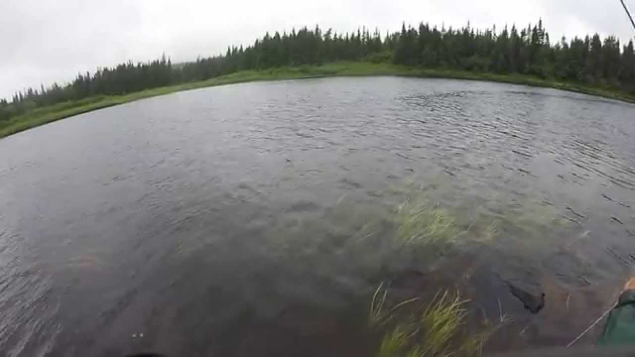 trout fishing in Newfoundland YouTube