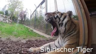 Frankreich Reise #3 Viele Tiere im Zoo| Inuka by Inuka 66 views 7 years ago 4 minutes, 58 seconds