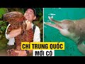 8 Loài Vật Đặc Hữu ở Trung Quốc, Có Loài Sắp Tuyệt Chủng Từng Xuất Hiện Ở Việt Nam | Thế Giới 360