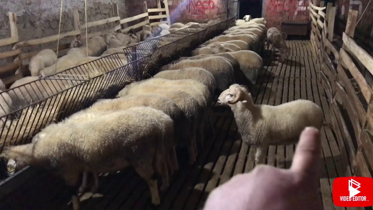 Kuzu Besiciliği Sorular! (Kuzuların son durumu, Izgara sistem maliyeti ve Kuzu temini nasıl olur?)